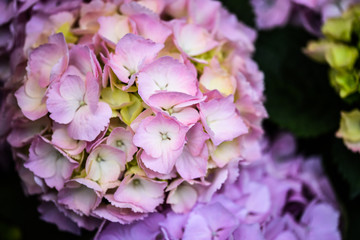 hydrangea flower close up view