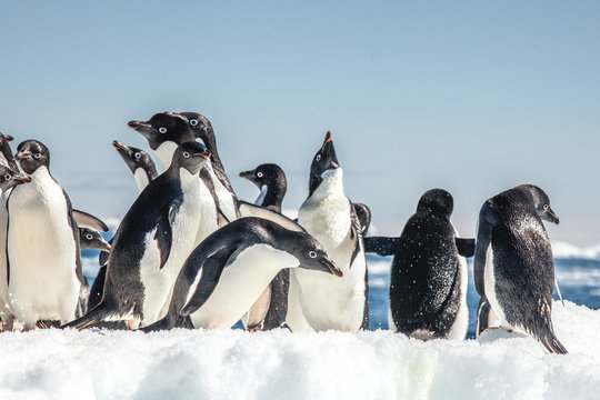 Adele Penguins on Ice, Danger Islands, Antarctica