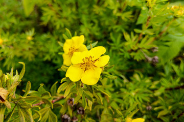 Damiana,Turnera diffusa is a plant with yellow flowers,used as herbal medicine.