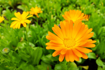 Flower with leaves Calendula, garden or English marigold on blurred green background. Close up of Medicinal Calendula herb.