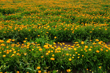 Flower with leaves Calendula, garden or English marigold on blurred green background. Close up of Medicinal Calendula herb.
