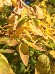 autumn leaves on tree