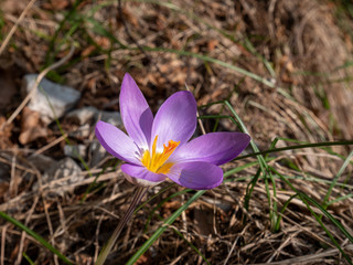 Fototapeta premium Crocus vernus (spring crocus, giant crocus) is a species in Family Iridaceae in natural habitat