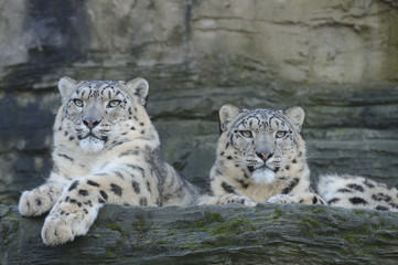 Snow Leopards