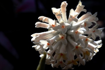 Arbusto della carta (macro)