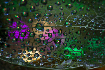 Macrophotography of the fruits of physalis. The veins of the fruit with drops of water on it, through which the lights Shine through