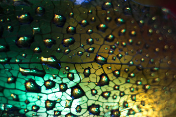 Macrophotography of the fruits of physalis. The veins of the fruit with drops of water on it,...