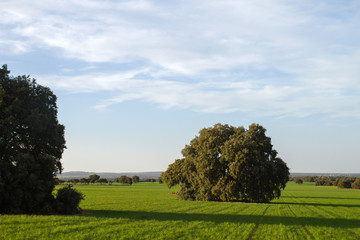 Quercus ilex grove in green meadow