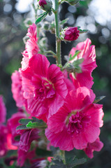 Blooming pink mallow blooming in summer garden