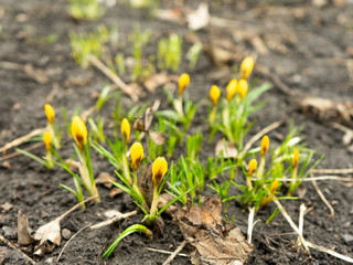 Flowering crocuses. Yellow blossom on a springtime sunny day in open air. First spring flowers.