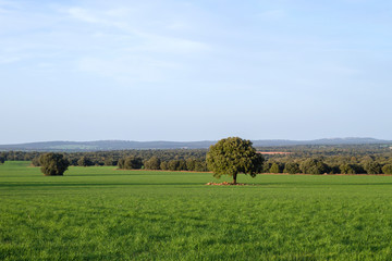 Fototapeta premium Green fields landscape in Campo de Montiel, Spain