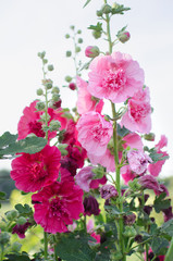 Blooming pink mallow blooming in summer garden