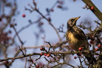 Wachholderdrossel (Turdus pilaris ) sitzt auf einem Baum