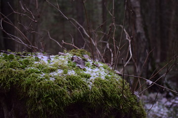 moss on tree