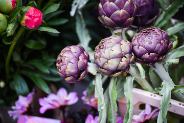 Obraz premium fresh natural artichoke flower close up