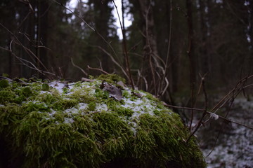 moss on tree