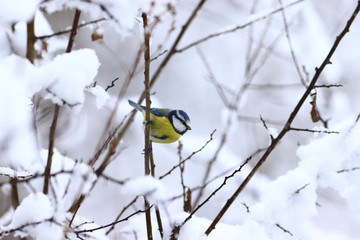 A small blue tit sitting among the snow-covered bushes...