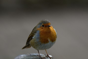 Robin in Winter