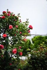 natural roses close up view