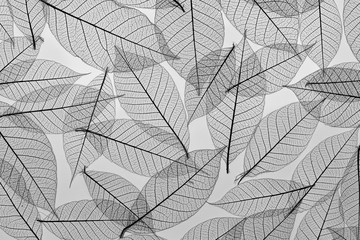 Close up detail of natural leaf skeletons against a white background