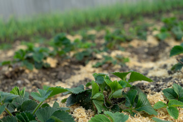 Bush of strawberry with mulch. Close-Up. Agriculture.