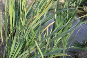 The Southern Cattail, Typha Domingensis, is native to scarce riparian areas on Mission Creek Preserve, where the Mojave and Colorado Deserts integrate.