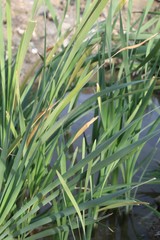 The Southern Cattail, Typha Domingensis, is native to scarce riparian areas on Mission Creek Preserve, where the Mojave and Colorado Deserts integrate.