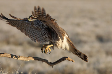 Tree years old Northern goshawk flying with the first lights of the day, hawk, falcons, raptors, Accipiter gentilis