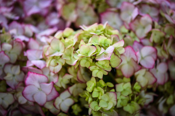 hydrangea flower close up view