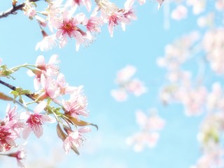 Fototapeta na wymiar Bright cherry blossoms
