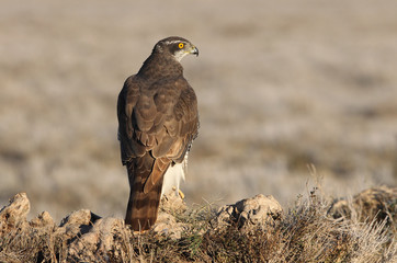 Two years old Northern goshawk early morning, birds, falcons, Accipiter gentilis
