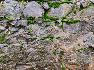 A damp wall of old stones covered with green moss, photographed in the afternoon under natural light.