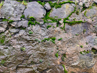 A damp wall of old stones covered with green moss, photographed in the afternoon under natural light.