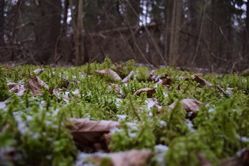 grass in the winter forest