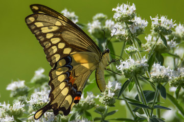 Giant Swallowtail on Hairy Mountainmint Flowers 