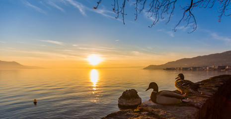 Ducks watching the sunset from their vantage point