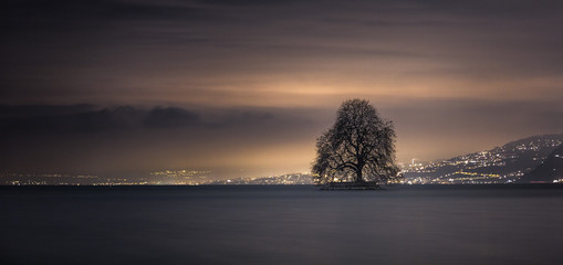 Lone tree on the lake, night landscape, night lights and cloudy sky.