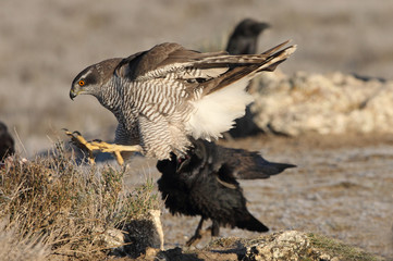 Two years old Northern goshawk with the first lights of the day, hawk, goshawk, birds, Accipiter gentilis