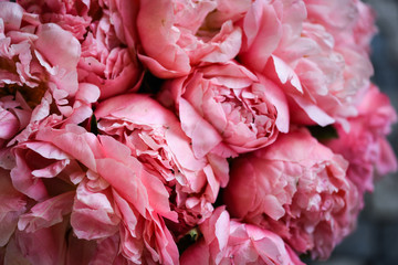 beautiful natural pink peonies close up