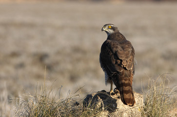 Two years old Northern goshawk with the first lights of a frosty morning, falcons, birds, raptors, Accipiter gentilis