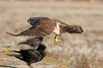 Two years old Northern goshawk early morning, birds, falcons, Accipiter gentilis