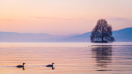 Lone tree on a lake, Switzerland, Lac Leman, island
