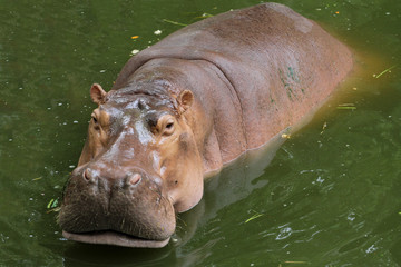 The big hippopotamus rest In the river at thailand