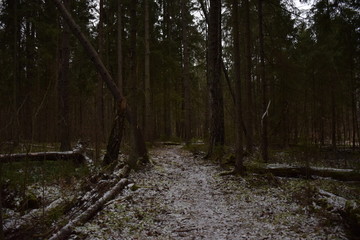 winter forest