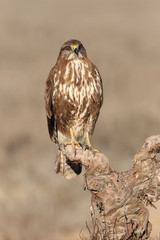 Common buzzard with the last lights of the sunset, birds, raptors, falcons, Buteo buteo