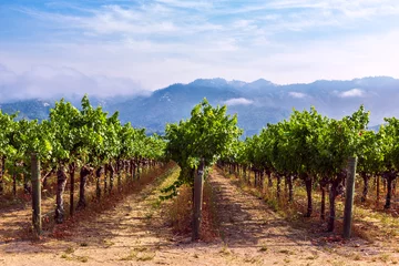 Fototapeten Rows of grapes growing at a vineyard in Napa Valley, California © JSirlin