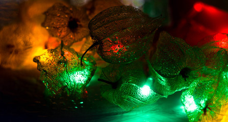 The skeletons of the fruit of physalis illuminated with garlands. The veins of the fruit with drops...
