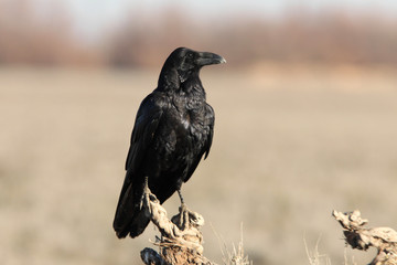 Common raven early morning, birds, crow, Corvus corax
