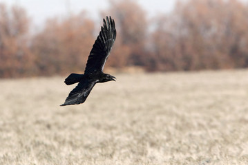 Common raven with the first lights of the day, crow, bird, Corvus corax