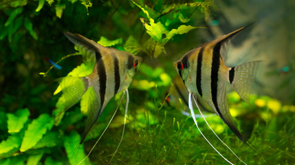 Angelfish Pterophyllum scalare in an aquarium